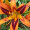 Hemerocallis Tiger Eye